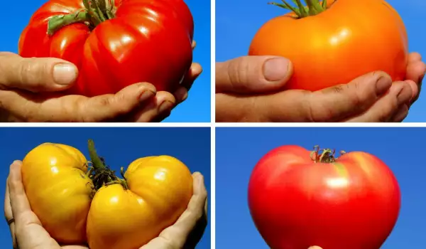 Гигантски домати