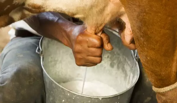 Каква е маслеността на кравето мляко?