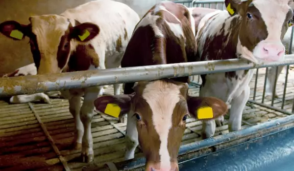 Крави минаха на шоколадова диета за по-вкусно говеждо