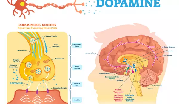 Най-добрите начини за естествено увеличаване на допамина в организма