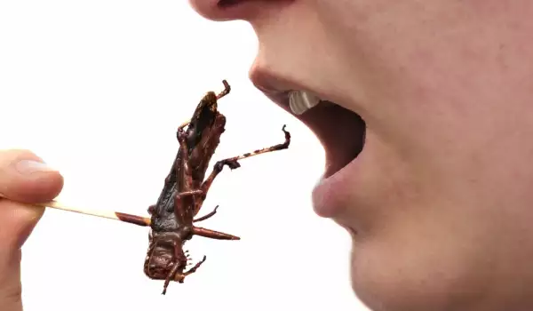 Ядене на насекоми
