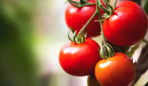 Как да накараме доматите да узреят по-бързо?