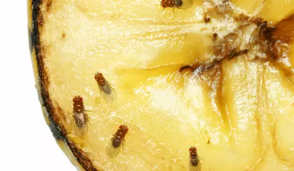 Плодовите мушици вгорчават живота ви? Ето как да се отървете от тях
