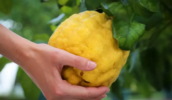 Гигантски лимон
