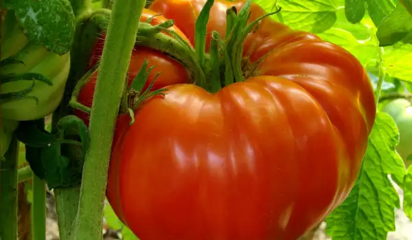 Гигиантски домат