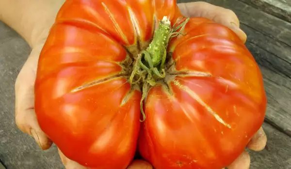 Огромен домат
