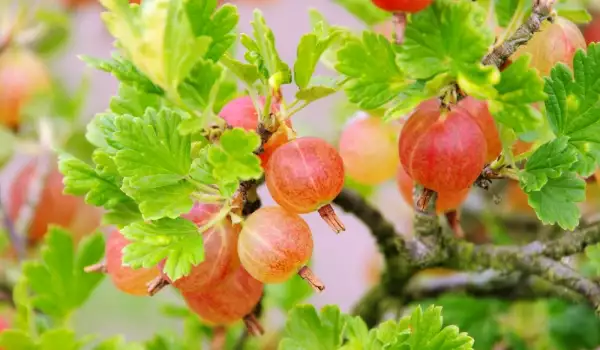 Здравословни ползи от цариградското грозде