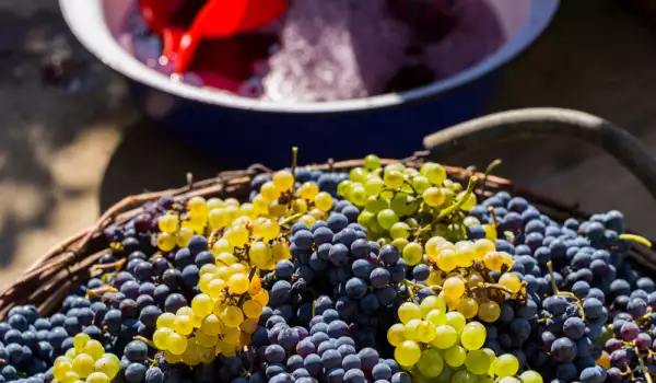 Най-популярните сортове грозде за вино от цял свят