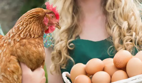 Яйца с повече витамин D снасят кокошки след солариум