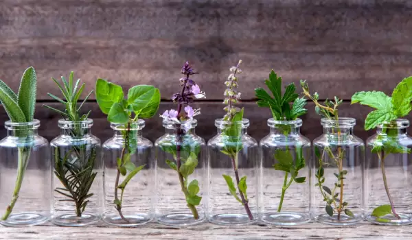 5 билки, които можете да отгледате и в апартамент