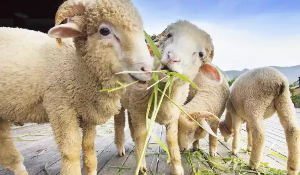 Каква е разликата между агне, шиле и овца?