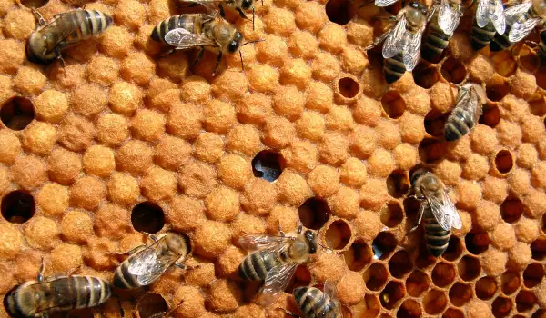 Същност и състав на пчелното млечице