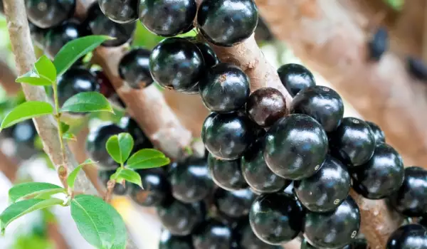 Джаботикаба - Бразилско грозде