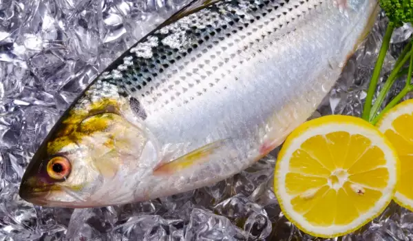Колко време можем да съхраняваме риба в хладилник и фризер?