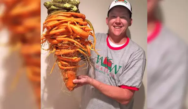 Най-големия морков