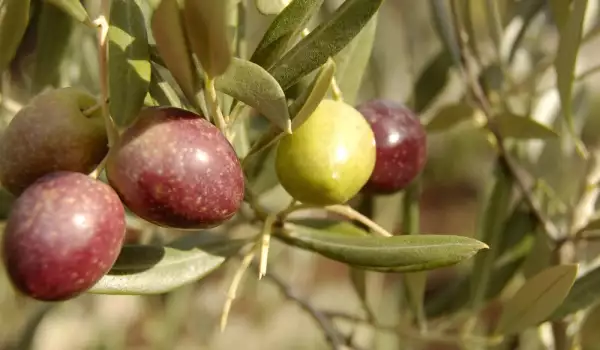Отглеждане на маслини