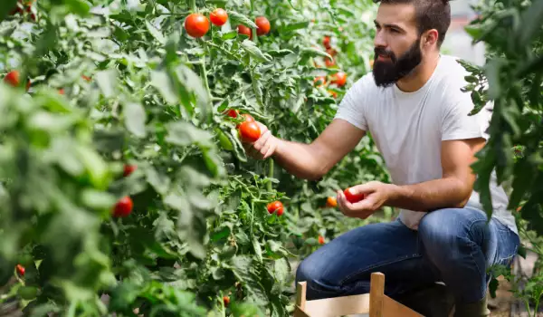 През колко сантиметра се садят доматите
