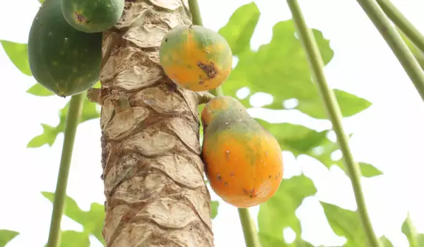 Листа от папая - как да ги използваме