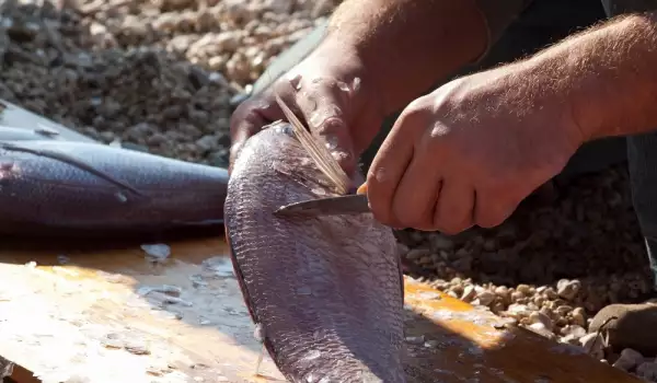 Как се чистят люспите на риба