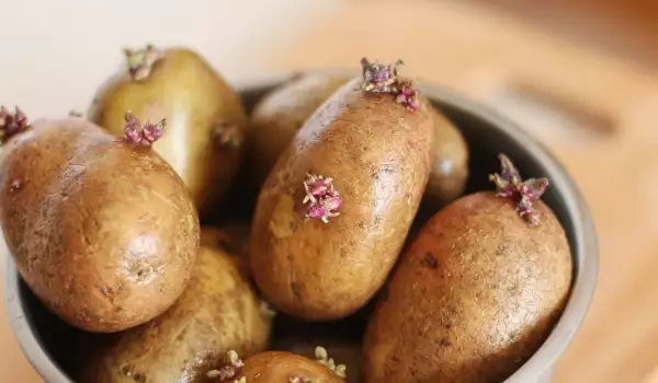 Покълнали картофи