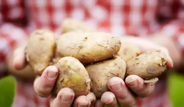 Историята и свойствата на картофите