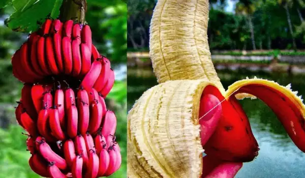 червен банан