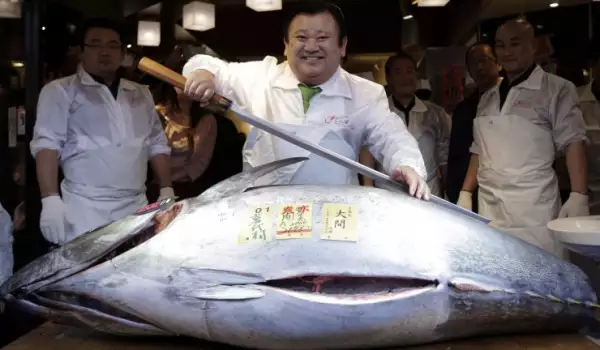 скъпа риба тон