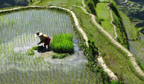Задава ли се световен недостиг на ориз?