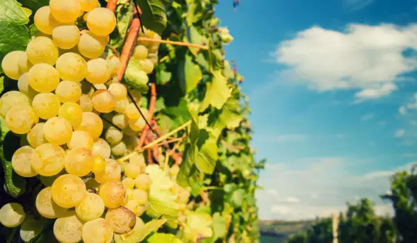 Най-известните сортове бяло грозде