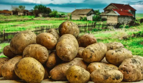 как се садят картофи
