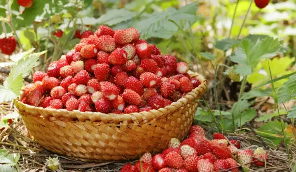 Народна медицина с горска ягода