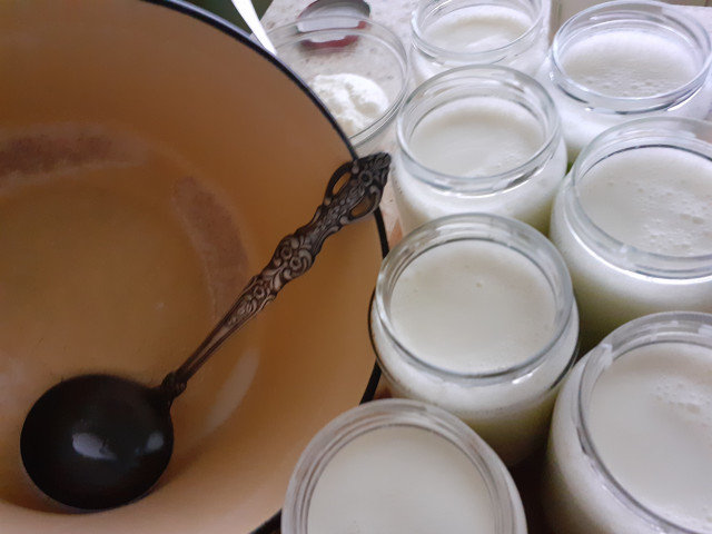 Подквасване на домашно прясно мляко