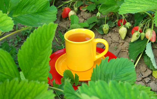 Чай от ягодови листа